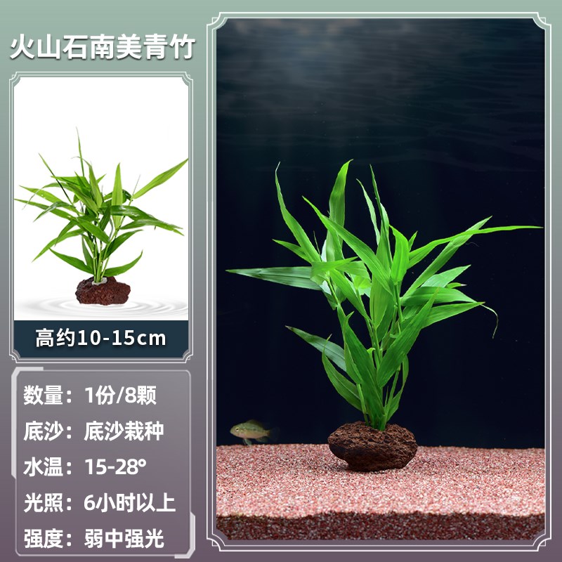 小众高货鱼缸懒人真水草活体水族箱中后景绿菊蜈蚣草阴性造景装饰