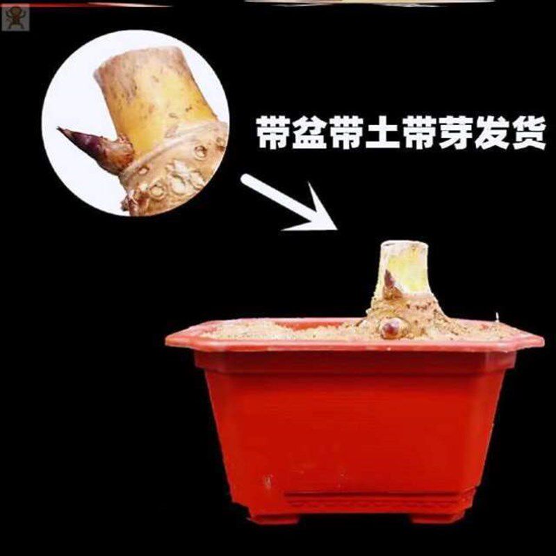 小众高货簕竹庭院好养成品盆景茶桌绿色植物盆栽老桩绿植小叶竹室