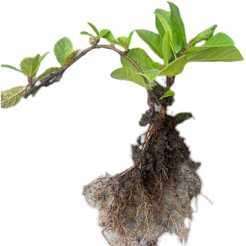 野地瓜藤苗盆栽云贵川童年地石榴苗果子地枇杷地果泡儿藤苗根