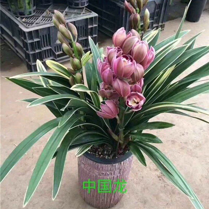 墨兰铭品 精品兰花 中国龙  金边墨兰 覆轮线z艺 带花苞