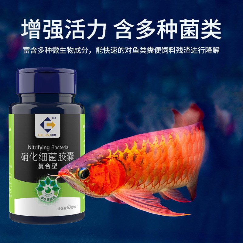 现货硝化细菌胶囊60粒装 供应鱼缸净水消化细菌浓缩活菌水族养水