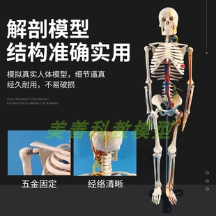 速发标准85CM骨架 医用85CM人体骨骼带心脏与血管及脑模型 小针刀