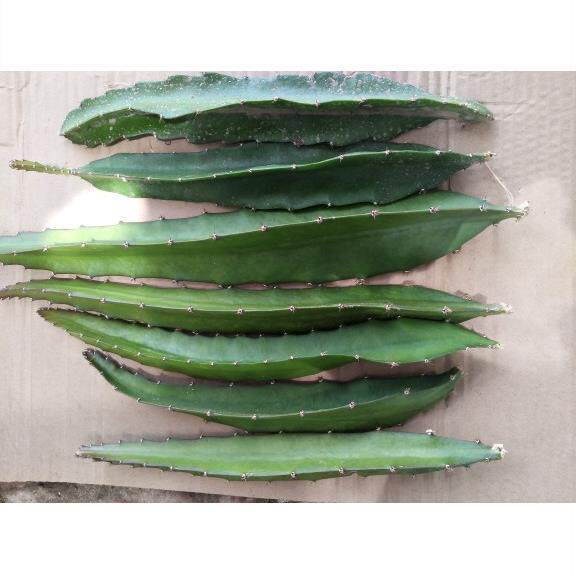 红心火龙果枝条有l根苗嫁接砧木黄大刺仙人掌袖普柱青叶麒麟叶仙