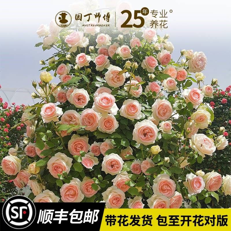 1米6大苗蔷薇花苗藤本月季特大花庭院爬藤植物四季开花卉盆栽玫瑰,鲜花速递/花卉仿真/绿植园艺,月季/蔷薇/玫瑰,淘宝优惠券,粉丝福利购,淘宝优惠卷