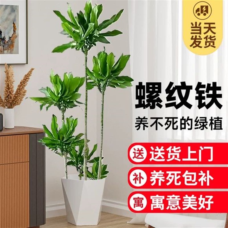 螺纹铁植物盆栽室内客厅大型龙血树绿植物乔迁绿色摆件吸甲醛好养