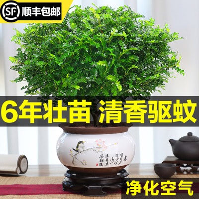 速发正宗清香胡h椒木驱蚊草盆栽植物苗室内花卉九里香盆景好养净