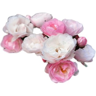 正版群舞蔷薇多年生攀爬藤本月季无刺多花苗阳台别墅花园庭院植