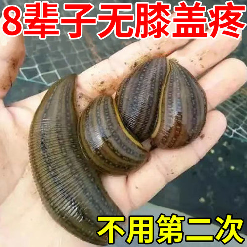 热销【101%可拔艮】半月板磨损积液膝关节痛神器治疗膝盖疼痛特效