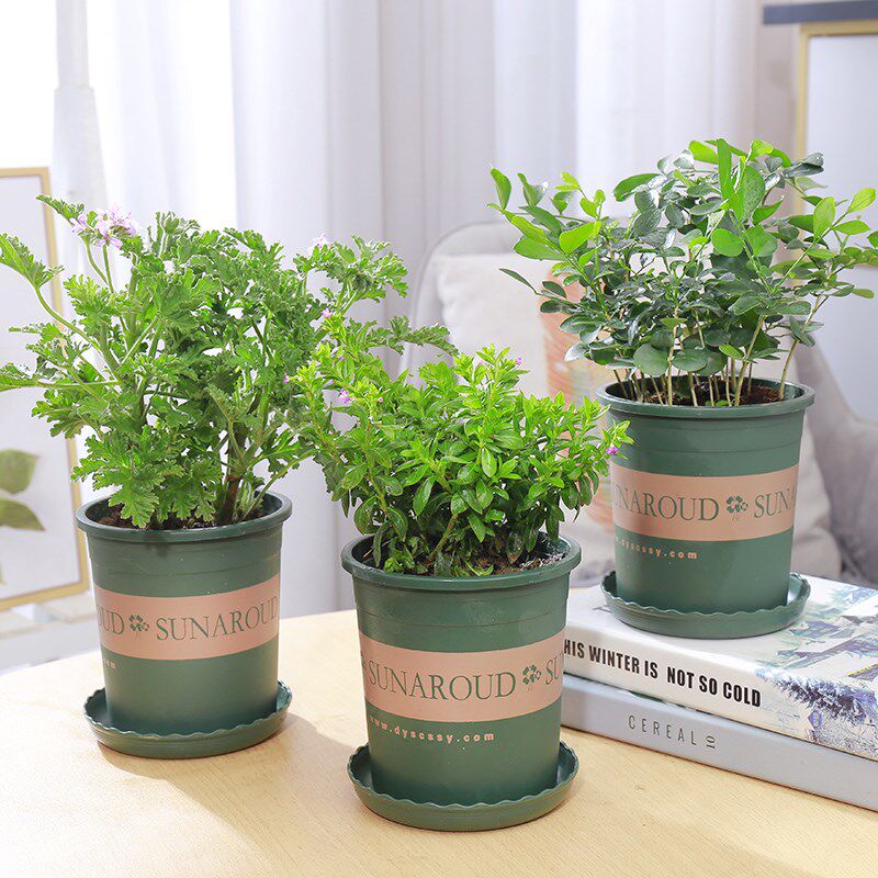 驱蚊草盆栽植物夏季室内九里香迷迭香香草绿植花卉香x叶天竺葵花