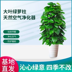 大叶绿萝柱盆栽客厅大型绿植办公室内除甲醛净化空气新房好养绿箩
