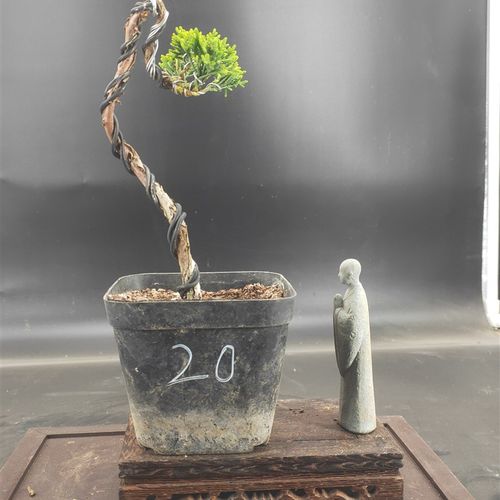 /精品原生济州真柏老桩盆景 办公桌庭院造型盆景盆栽绿植花盆