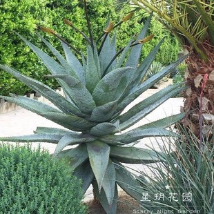 仙人掌耐热山地芦荟鬼切丸龙舌兰庭院花园别墅民宿沙生花境植物