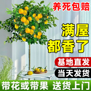 厂家香水柠檬树盆栽带果四季 可食用旺宅绿植室内大型植物客厅网红