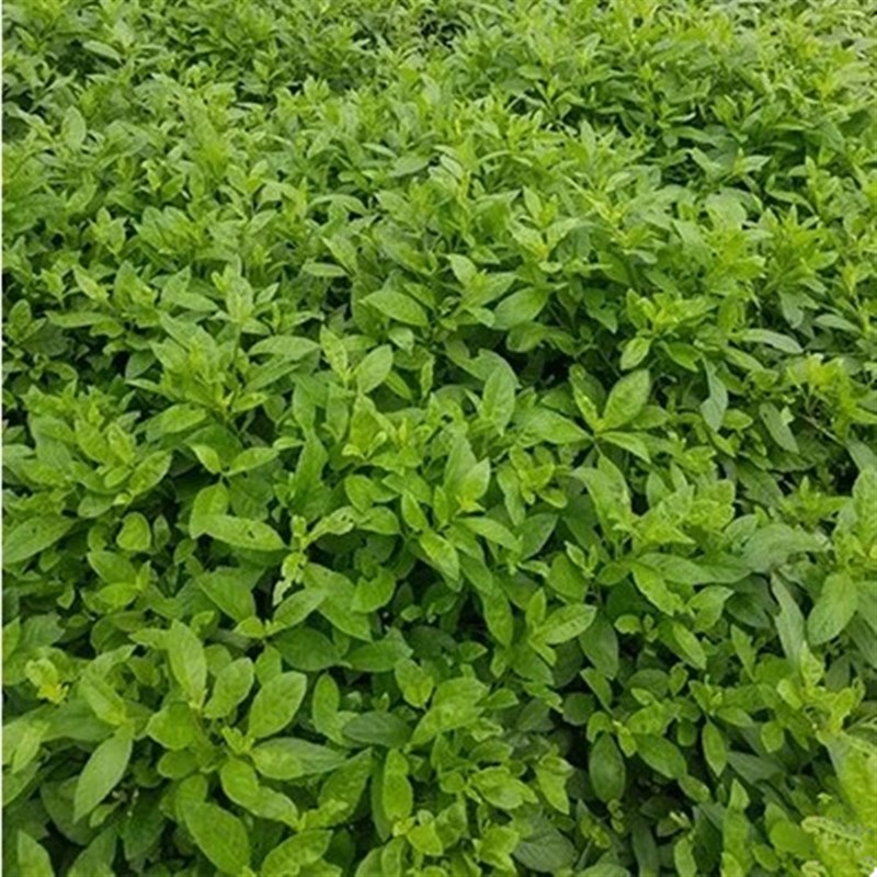 明月草金鸡毛草苗干叶鲜叶神奇救命草白子菜鸡降糖草泰国尼罗基草