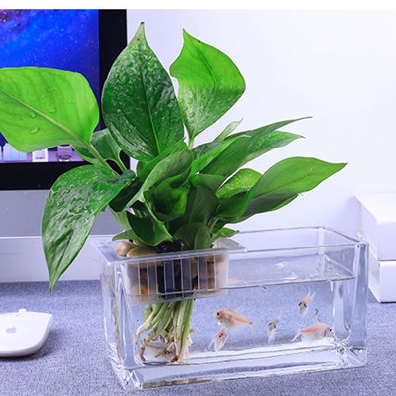 玻璃花盆郁金香种球水培容器绿萝风信子玻璃缸P专用花瓶透明水养