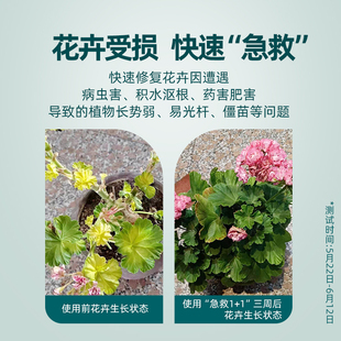 千百季 营养液植物通用型花肥发财树黄金葛水培盆栽家用花卉养花肥