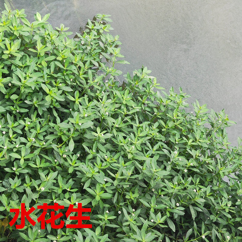 水草种子a伊乐藻轮叶黑藻养鱼虾草籽种子四季净化水质的鱼塘水草