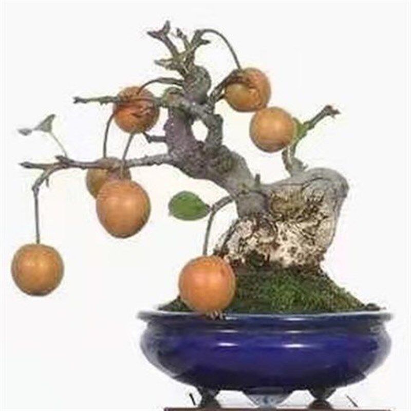 棠梨盆景精品怪桩根艺小老桩素材悬崖矮霸文人开花果阳台观果观花