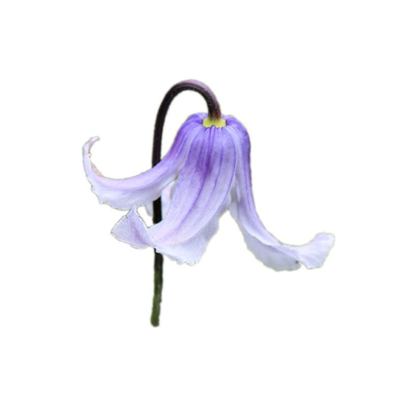 伟伟园艺 铁线莲闪烁 新品全缘直立优质切花庭院花园宿根花卉美观