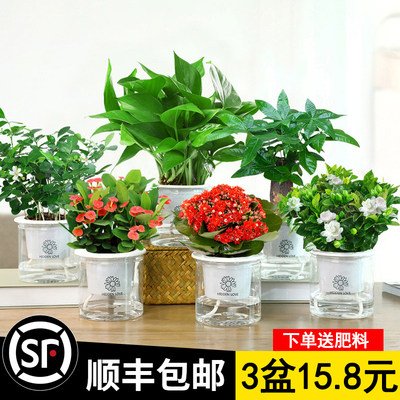 绿萝吊兰多肉发财树花卉盆栽植物办公室内小绿植水培好养去除甲醛