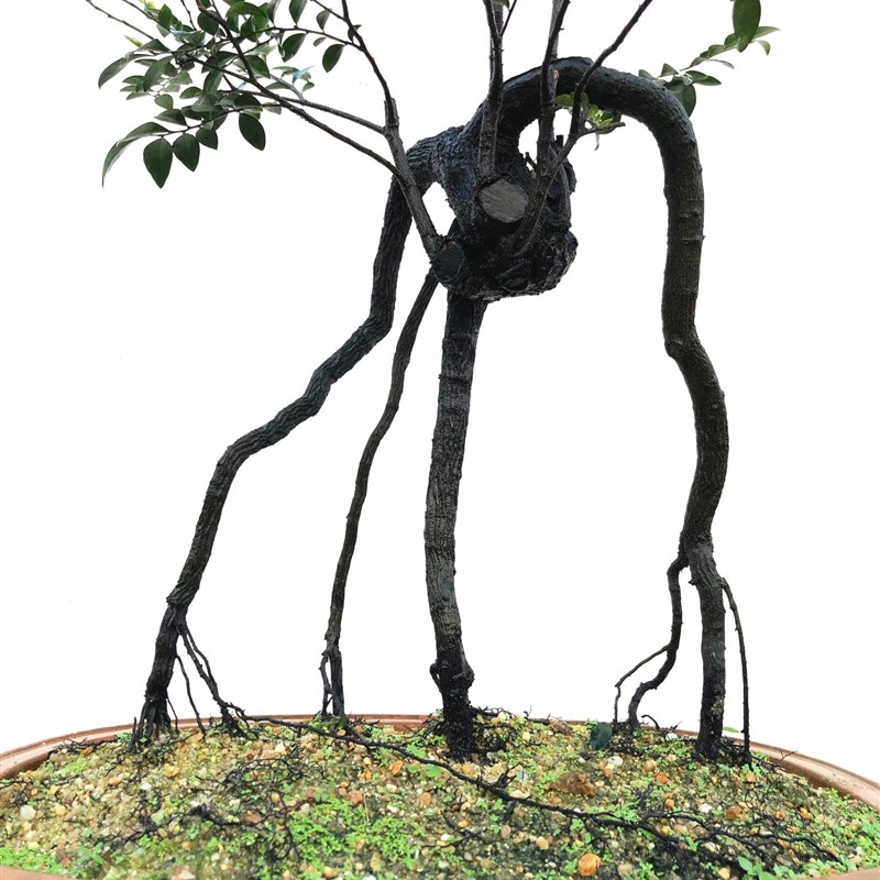 新品名贵盆景树j桩植物室内桌面绿植 小叶檀香紫檀树黑骨茶黑檀木