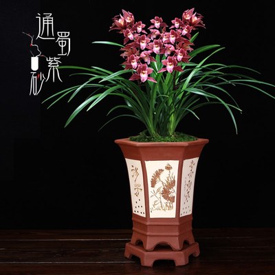 紫砂花盆兰花专用盆君子兰盆景盆古典大号六方精品陶瓷花盆带托盘