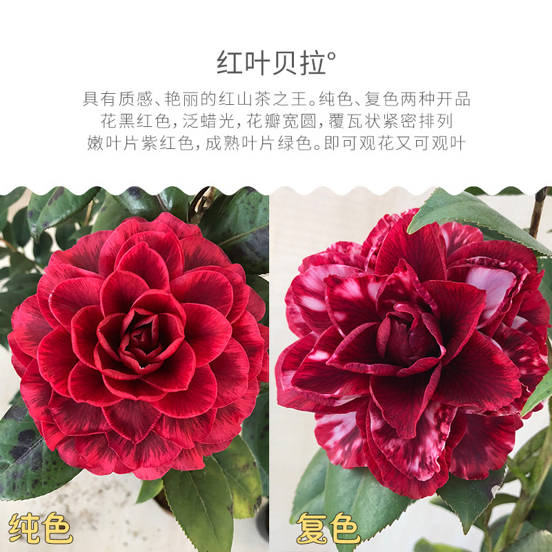 黑红叶贝拉山茶花树苗盆栽花卉绿植阳台室外庭院好养名贵植物龙岩