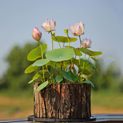 【纤?落尘】周劲松楼顶庭院阳露台易活碗L莲根茎种藕苗非四季花