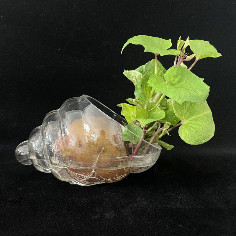 水培红薯已发芽盆栽植物学生幼儿园植物角观察植物生长山芋地瓜苗