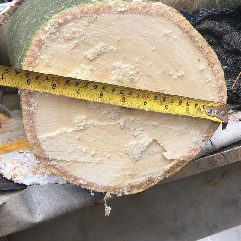 超大型发财树绿植植内盆栽花卉办养室土培室物绿萝好公富贵竹多肉