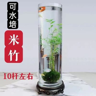 米竹水培带根苔藓球植物室内微观盆景金明竹红观音V竹观赏竹桌摆