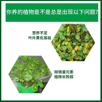 酸性植物营养液铜钱草专用肥铜钱草营养液水培专用催爆盆叶面喷施