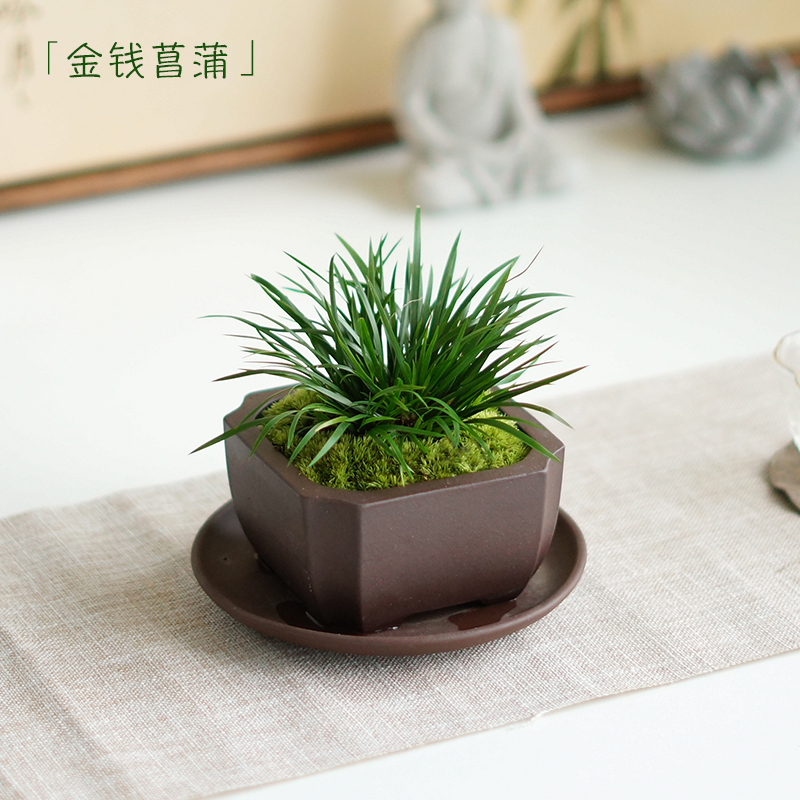金钱菖蒲a草虎须黄金姬紫砂随手香书房办公桌茶桌面小盆栽绿植盆