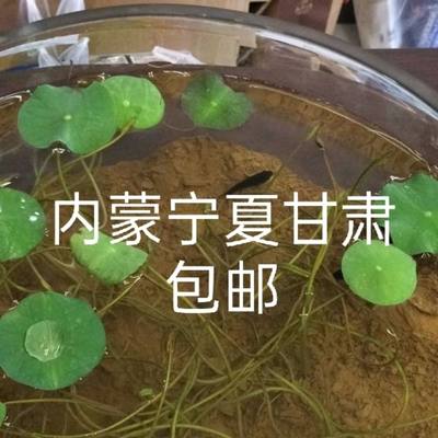 荷塘泥包邮 天然纯正淤泥塘泥 碗莲睡莲水生花卉专用营养泥营养土