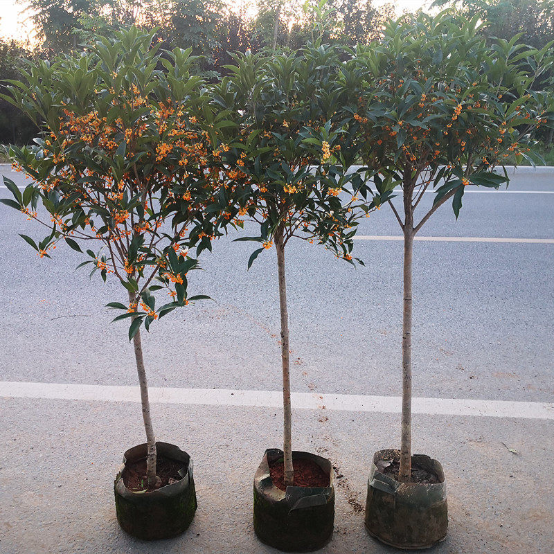 沉香桂花树苗八月浓香花卉实原y生高杆金丹大型四季朱砂桂花园庭