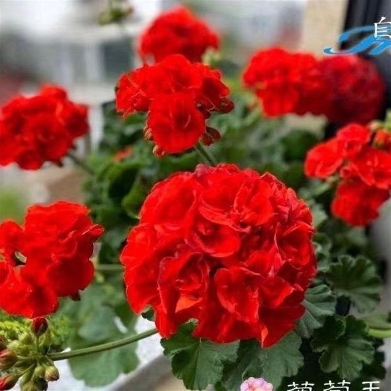 天竺葵盆栽稀有直立大花重瓣花苞花苗室内阳台花卉观花四季开花