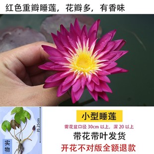 花卉 急速发货迷水你小睡莲带花苞黑美人家庭盆栽培块水生植物四季