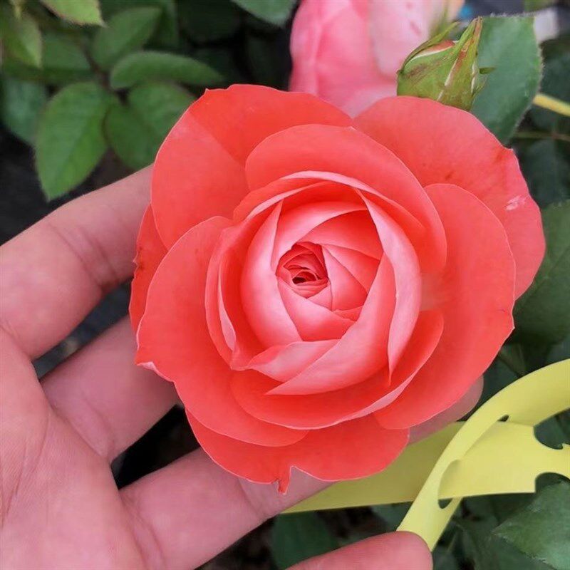 诺娃阳台鲑红色微型欧月季盆栽玫瑰花苗大花卉浓香四季开浓香庭院