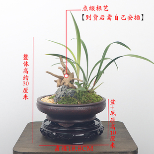 金边矮d种兰花盆景栽好植物名贵浓香花苞金凤冠客厅台桌花卉 新品