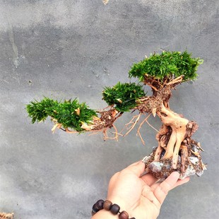 成品莫斯树 水草树 沉木莫斯树 鱼缸造景水草 水族箱造景