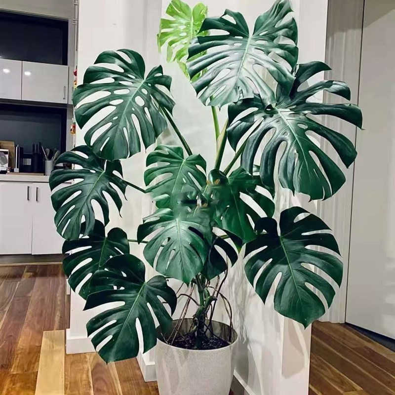 果果花铺 精品龟背竹盆栽室内客厅大绿植盆景吸二氧化碳净化空气
