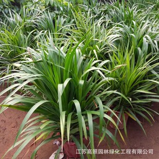 龙铁树室内客厅大植物盆景盆栽绿植卉多头龙血树龙须树