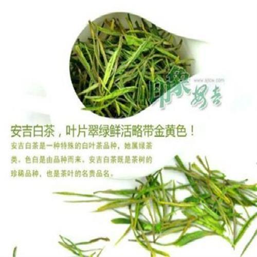 日照绿茶苗北方茶树苗茶叶苗抗C寒抗旱适合北方茶区茶苗五棵 鲜花速递/花卉仿真/绿植园艺 观叶 /花灌木 原图主图