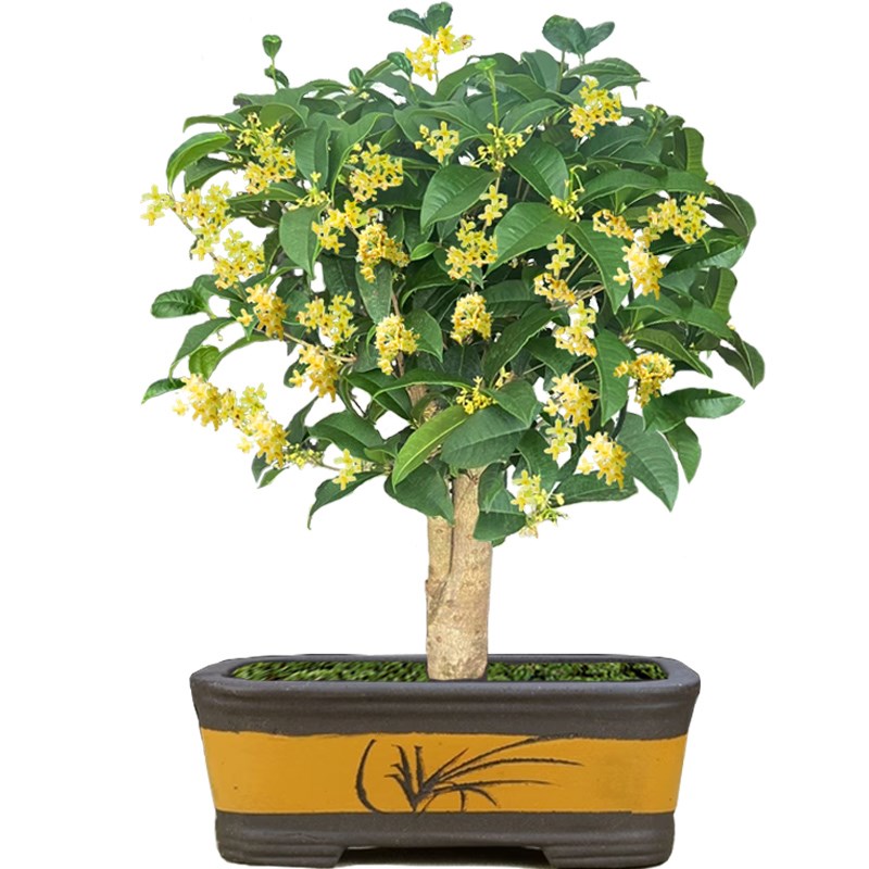 桂花盆栽家养特级小型矮化名贵结籽月月四季开花黄金桂树苗大颗