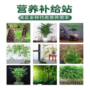 竹子专用营养液治黄叶干尖烂根富贵竹文竹水培促生长生根有机肥料