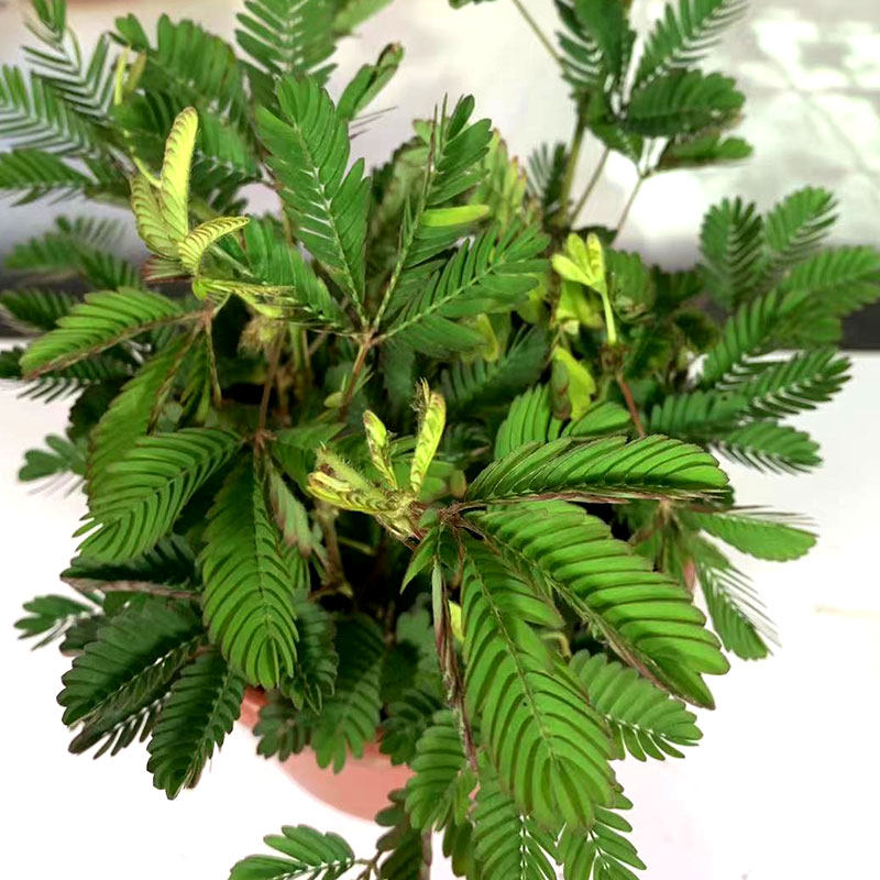 含羞草盆栽彩叶驱蚊老桩苗室内办公阳台四季常青幼儿园观叶小植物