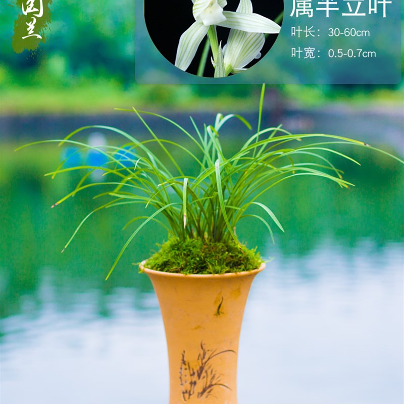 新品兰花盆栽植物莲瓣兰小雪素名贵细叶兰花苗兰草带花苞好养