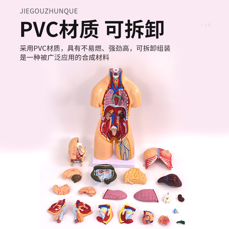 厂家55cm高两性l躯干模型 人体躯干解剖21件内脏背部解剖 人体标