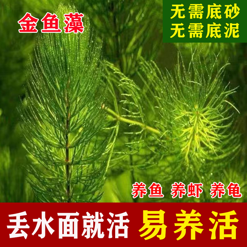 真水草蜈蚣草金鱼藻水p芙蓉苦草鱼缸鱼池造景植物水草养鱼养虾养