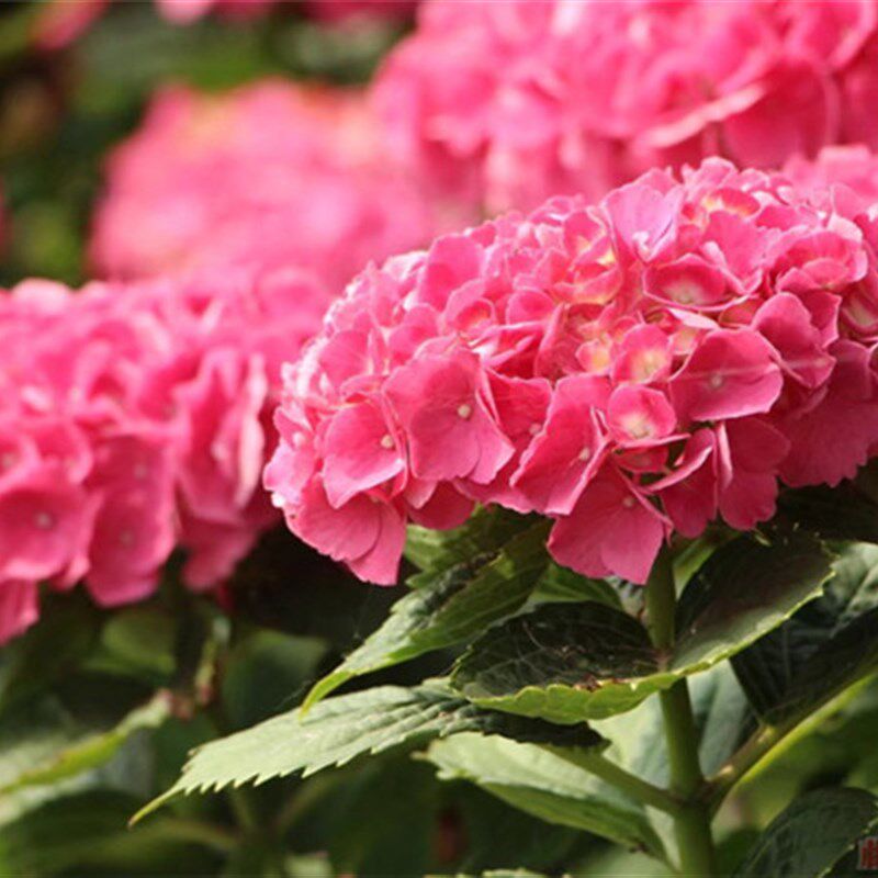 含羞叶绣球中苗   绣球盆栽 阳台 庭院植物花苗